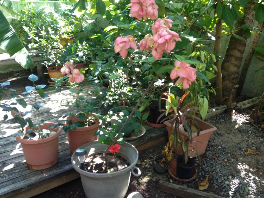 Palmetto Guesthouse Isla Culebra Ngoại thất bức ảnh